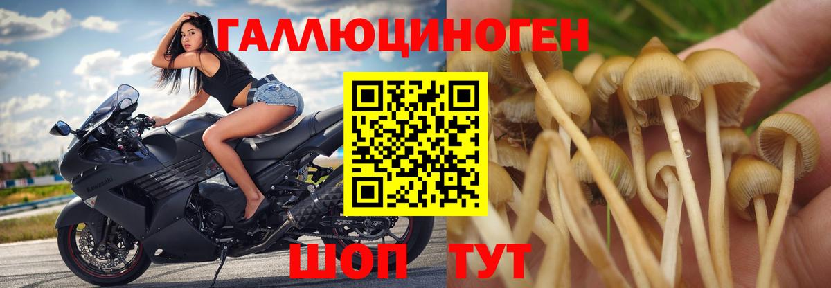Галлюциногенные грибы Psilocybine cubensis  Вход с VPN  Вичуга 